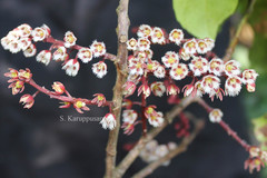 Elaeocarpus gaussenii